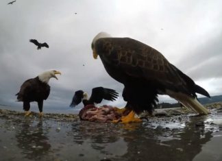 Viral | Un águila se apoderó de una GoPro y lo que filmó es tendencia en Internet viral