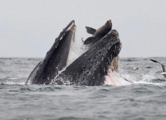Viral | Impactante foto de león marino cayendo en fauces de ballena