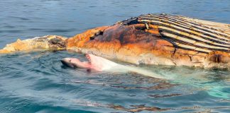Tiburón blanco come ballena mientras lo graban