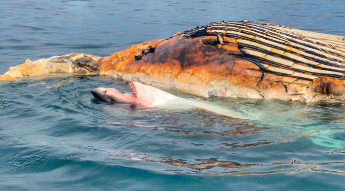 Tiburón blanco come ballena mientras lo graban