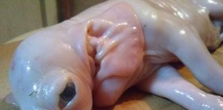 Córdoba | Nació un extraño “chancho-elefante”