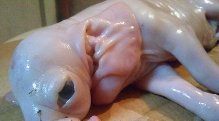 Córdoba | Nació un extraño “chancho-elefante” Córdoba | Nació un extraño “chancho-elefante”