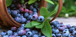 Arándanos | Un fallo de Estados Unidos favorece a las exportaciones de la fruta tucumana