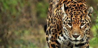 Un yaguareté fue filmado durante los monitoreos anuales de fauna