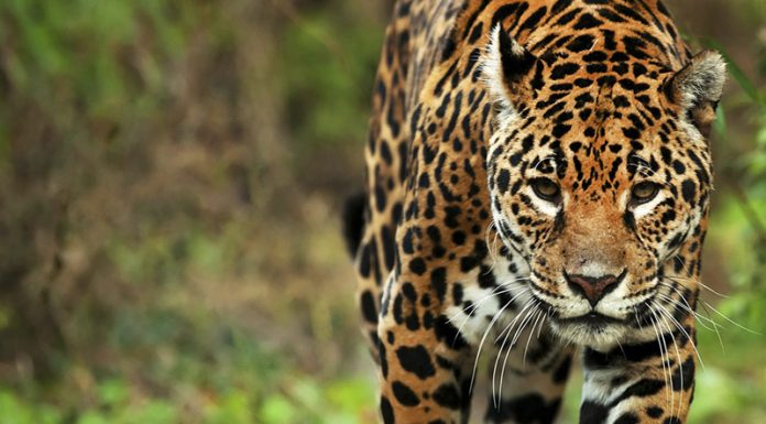 Un yaguareté fue filmado durante los monitoreos anuales de fauna Un yaguareté fue filmado durante los monitoreos anuales de fauna