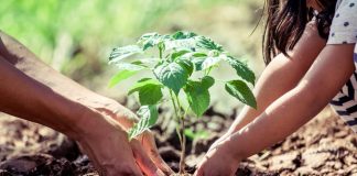 Un árbol para mi ciudad | Plantaran más de treinta lapachos amarillos y cedros