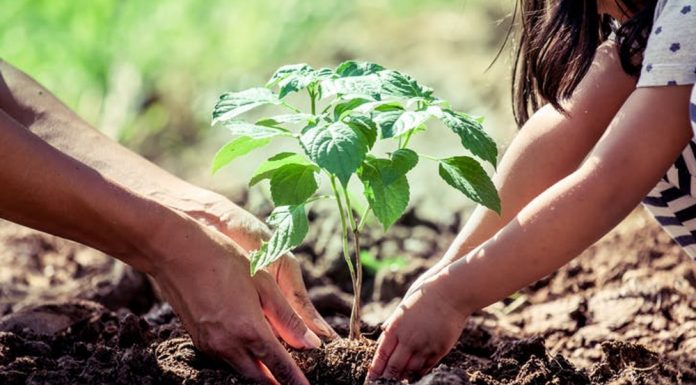Un árbol para mi ciudad | Plantarán más de 30 lapachos amarillos y cedros Un árbol para mi ciudad | Plantaran más de treinta lapachos amarillos y cedros