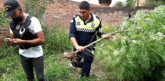 Villa Carmela | Secuestran una importante plantación de marihuana