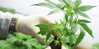 Cannabis| Gobierno reglamentó registro destinado al autocultivo para uso medicinal