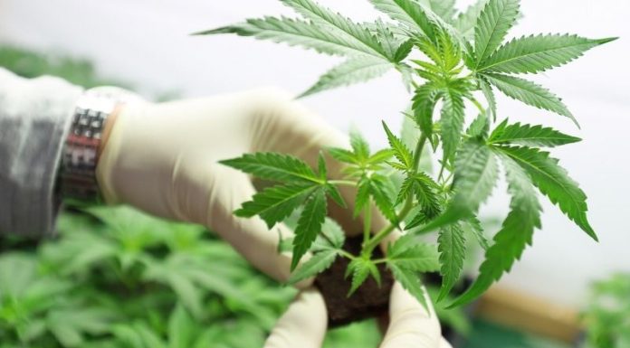 Cannabis| Gobierno reglamentó registro destinado al autocultivo para uso medicinal