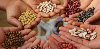 Tafí Viejo | Entregarán más de 2 mil semillas para huertas