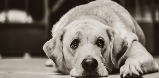 Actividad paranormal | ¿Cómo darse cuenta si tu perro ve un espíritu?