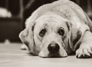 Actividad paranormal | ¿Cómo darse cuenta si tu perro ve un espíritu? Actividad paranormal | ¿Cómo darse cuenta si tu perro ve un espíritu?