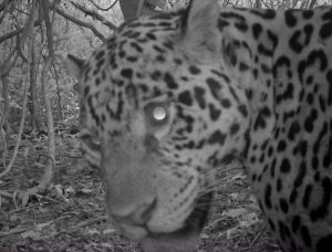 Cámara oculta Se avistaron dos nuevos yaguaretés  en bosques protegidos de Jujuy