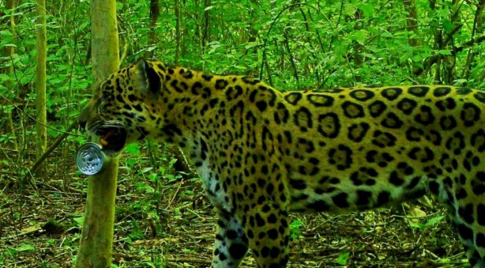 Cámara oculta Se avistaron dos nuevos yaguaretés en bosques protegidos de Jujuy