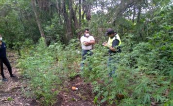 Río Seco | Secuestran 25 plantas de marihuana halladas en terrenos del Ingenio La Providencia