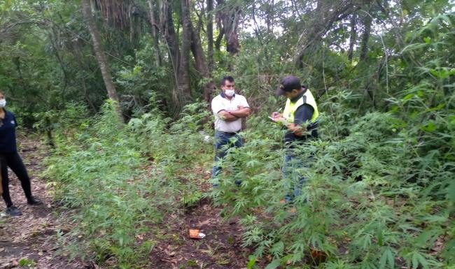 Río Seco | Secuestran 25 plantas de marihuana halladas en terrenos del Ingenio La Providencia