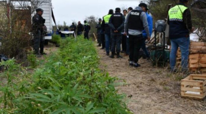La Policía halló cerca de mil plantas y plantines de marihuana