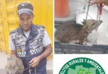 Insólito | Tenían como mascota una cría de «chancho del monte»