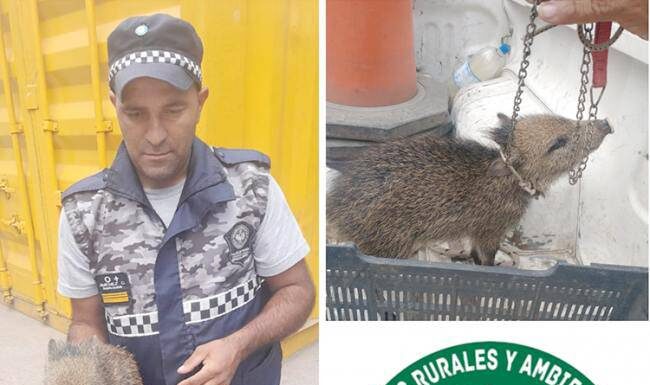 Insólito | Tenían como mascota una cría de «chancho del monte»